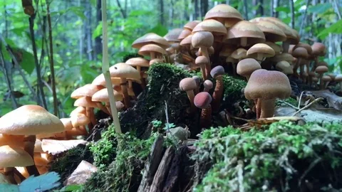 Mushrooms on a stump Video stock 116250154