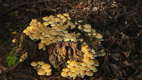 Mushrooms at a stump in the forest. Camera moves around the stump Stock Footage 217616378