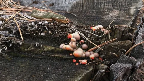 Mushrooms on a stump in the forest close-up Stock Footage 306154271