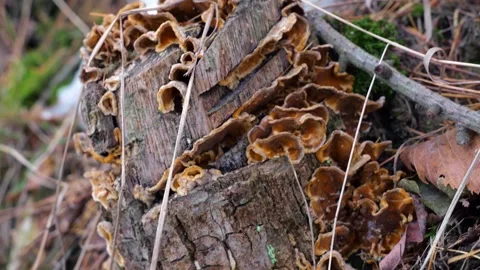 Mushrooms on a stump in winter Stock Footage 258796671