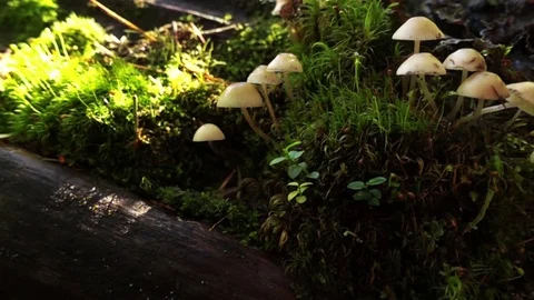 Mushrooms in summer forest Видео 85435311