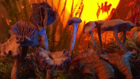 Mushrooms in the sun in an enchanted forest Stock Footage 147082374