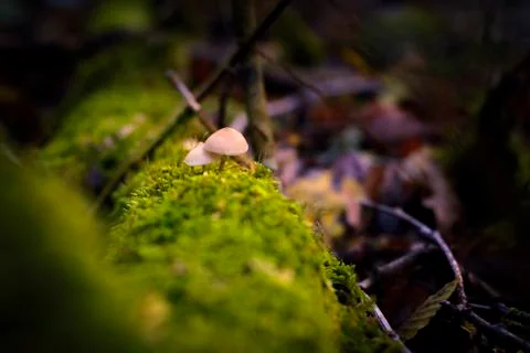 Mushrooms in the sunlight Stock Photos