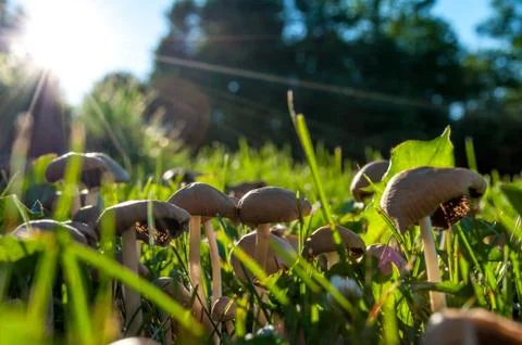 Mushrooms in Sunlight Stock Photos