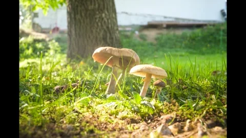 Mushrooms in Sunlit Grass Stock Footage 303868231