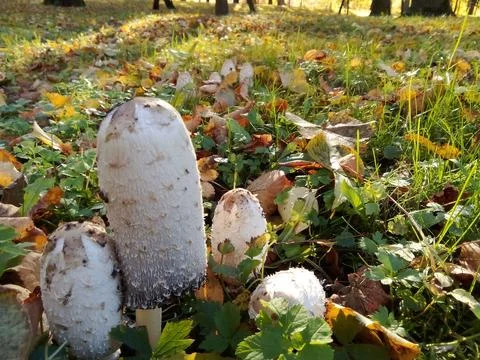 Mushrooms surrounded by forest Stock-Fotos