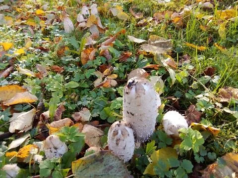 Mushrooms surrounded by forest Stock Photos