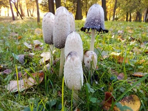 Mushrooms surrounded by forest Stock Photos