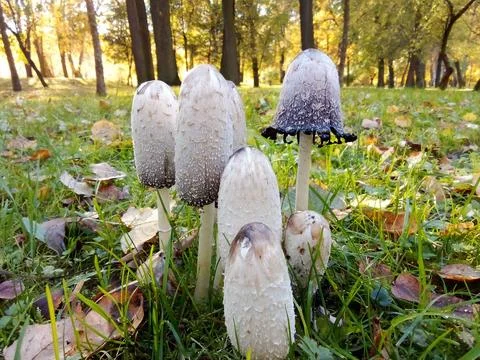 Mushrooms surrounded by forest Foto stock