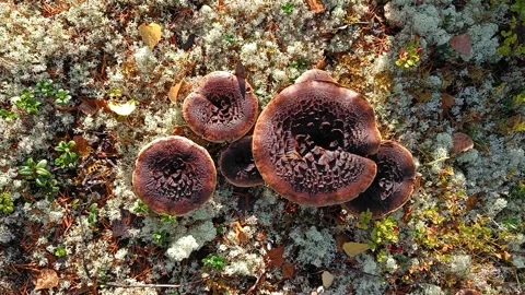 MUSHROOMS in swedish forest Stock Footage 252922511