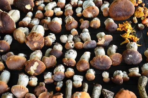 Mushrooms on the table Stock Photos