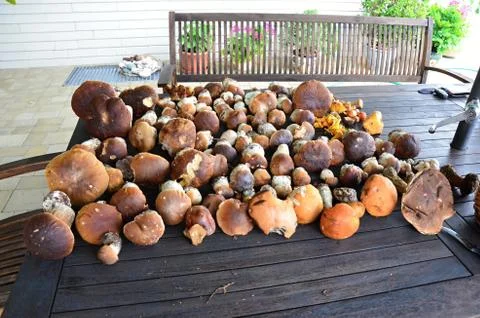 Mushrooms on the table Stock Photos