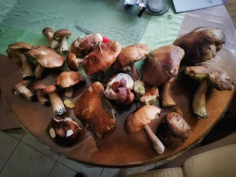 Mushrooms on a Table Stock-Fotos