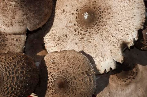 Mushrooms texture Stock Photos