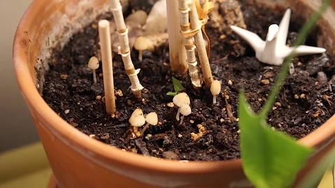 Mushrooms time lapse Vídeos de archivo 137826169
