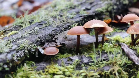 Mushrooms toadstools. Video stock 104898881