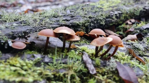 Mushrooms toadstools Video stock 104898952