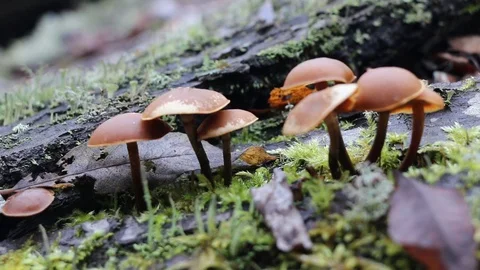 Mushrooms toadstools. Video stock 104898953