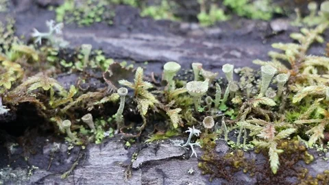 Mushrooms toadstools. Video stock 104898974