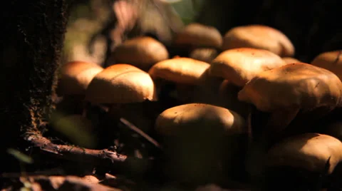 Mushrooms, toadstools in the forest Stock Footage 36335842
