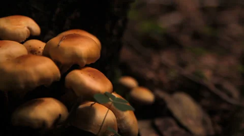 Mushrooms, toadstools in the forest Vidéo 36336152