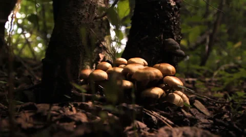 Mushrooms, toadstools in the forest Stock Footage 36338770