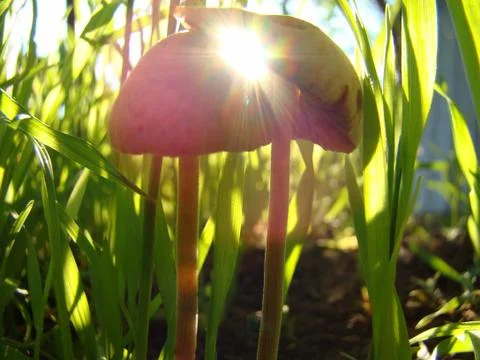 Mushrooms toadstools Stock Photos