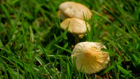 Mushrooms (Top) Stock Footage
