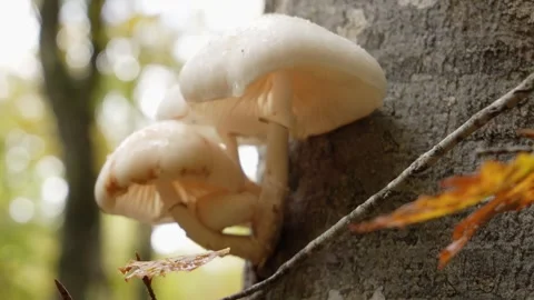 Mushrooms on Tree Bark Stock Footage 254213626