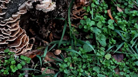 Mushrooms On The Tree. Camera move. Video stock 38284407