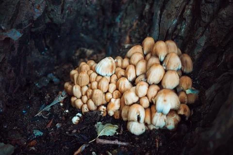 Mushrooms in a tree, close up view Stock Photos