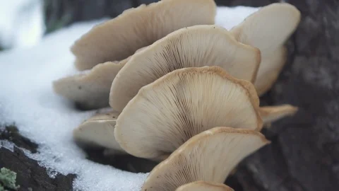 Mushrooms on a tree covered in snow Video stock 100349253