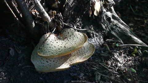 Mushrooms on tree. Video stock 57626481
