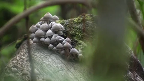 Mushrooms on the tree Stock Footage 80663065
