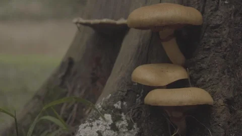 Mushrooms On A Tree 動画素材 99882328