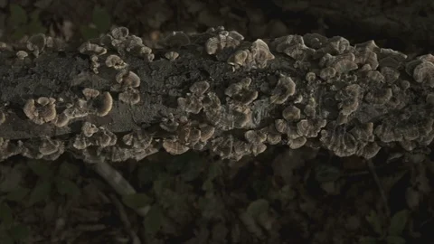 Mushrooms on a tree Stockbeeldmateriaal 100066087