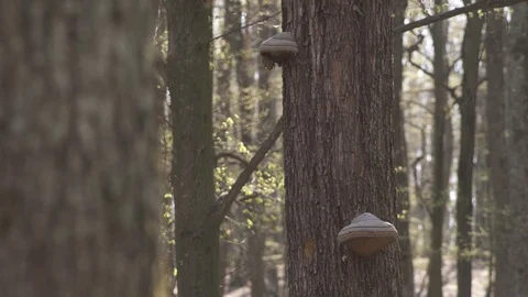 Mushrooms on a tree Vidéo 105727507