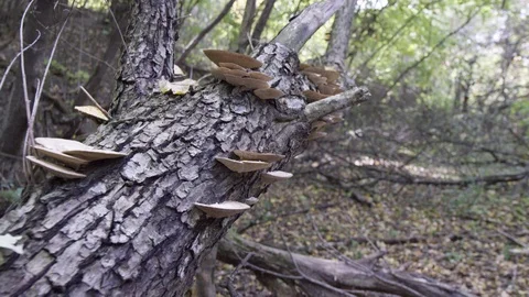 Mushrooms on a tree Stock Footage 119105039