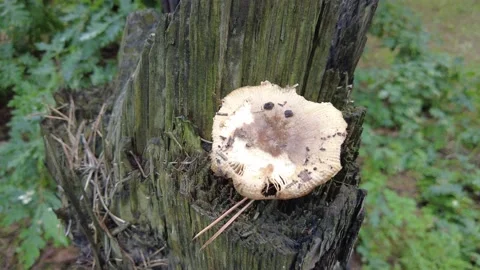 Mushrooms on a tree in the forest. Group of tiny wild mushrooms among heath,  動画素材 203160495