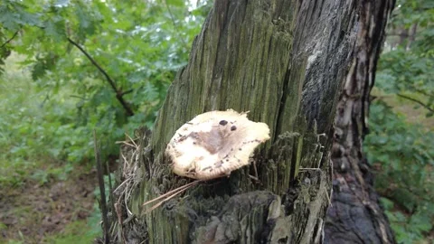 Mushrooms on a tree in the forest. Group of tiny wild mushrooms among heath,  動画素材 203160643