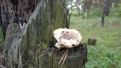 Mushrooms on a tree in the forest. Group of tiny wild mushrooms among heath,  動画素材 203160753