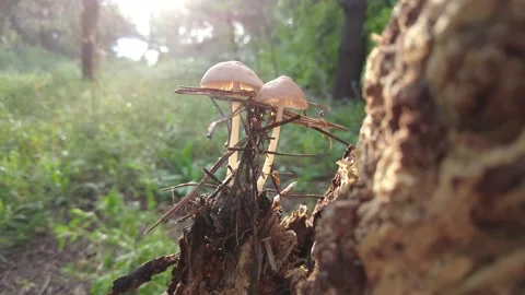 Mushrooms on a tree in the forest. Group of tiny wild mushrooms among heath,  動画素材 203160859