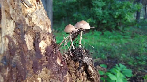 Mushrooms on a tree in the forest. Group of tiny wild mushrooms among heath,  動画素材 203160909