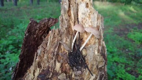 Mushrooms on a tree in the forest. Group of tiny wild mushrooms among heath,  Stockbeeldmateriaal 203160990