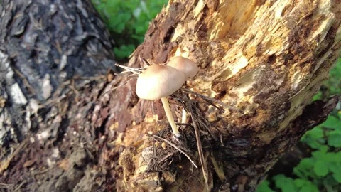 Mushrooms on a tree in the forest. Group of tiny wild mushrooms among heath,  動画素材 203161075
