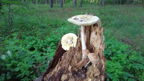 Mushrooms on a tree in the forest. Group of tiny wild mushrooms among heath,  動画素材 203161200