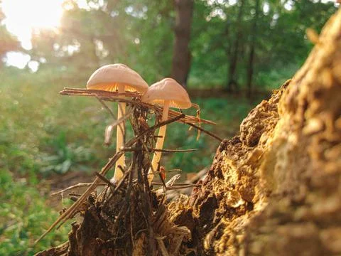 Mushrooms on a tree in the forest. Group of tiny wild mushrooms among heath,  Stock Photos