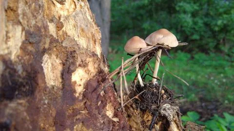 Mushrooms on a tree in the forest. Group of tiny wild mushrooms among heath,  Stock Photos