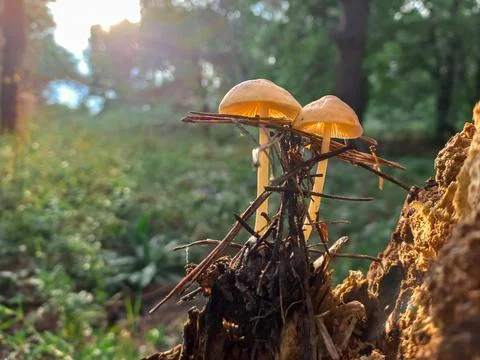 Mushrooms on a tree in the forest. Group of tiny wild mushrooms among heath,  Stock Photos