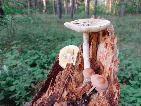 Mushrooms on a tree in the forest. Group of tiny wild mushrooms among heath,  Photos